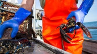 Lobsters at center of Trump’s latest tariff battles with EU, China