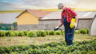 Strawberry farmer says Trump’s additional $13B in relief will keep industry ‘viable’