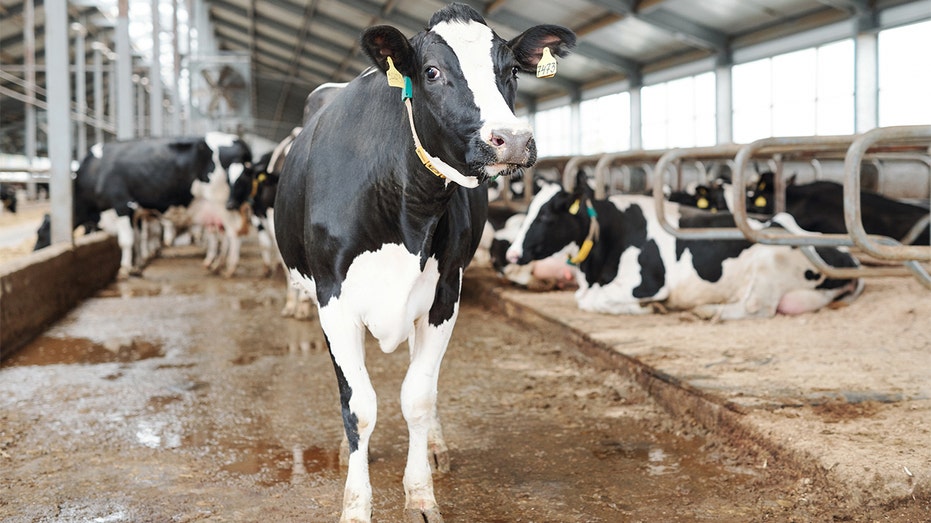 Cows lined up in a row with one in front