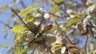 American tree nut farmers hit with surplus amid international trade complications