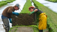 Oyster farmers reeling in coronavirus pandemic