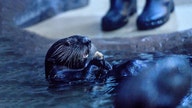 Coronavirus pauses Alaskan cruises; could hurt marine animal center with lack of tourism