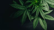 Marijuana stocks in focus after House votes to decriminalize cannabis