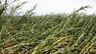 Iowa farmers assess losses after storm flattened cornfields