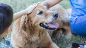 Mom fears scam after $20K in donations for autism service dog gone