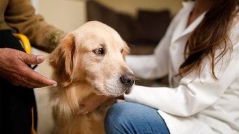 Nearly 200 reports of canine vision problems prompt sweeping dog food recall - Fox News