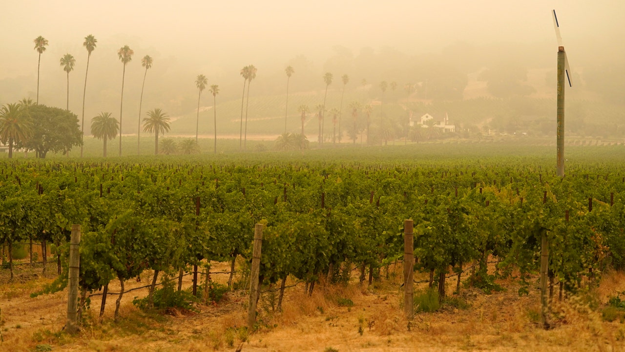 Wildfires Choke West Coast Vineyards Wet Ashtray Wine Grapes Left For Birds Fox Business