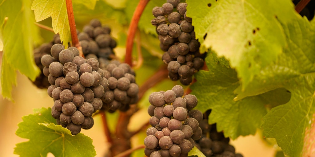 Robots take over Italy's vineyards as wineries struggle with Covid-19 worker shortages - Vimarsana News
