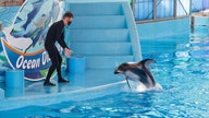 SeaWorld swings to third-quarter loss as attendance plummets
