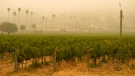 Wildfires choke West Coast vineyards, 'wet ashtray' wine grapes left for birds