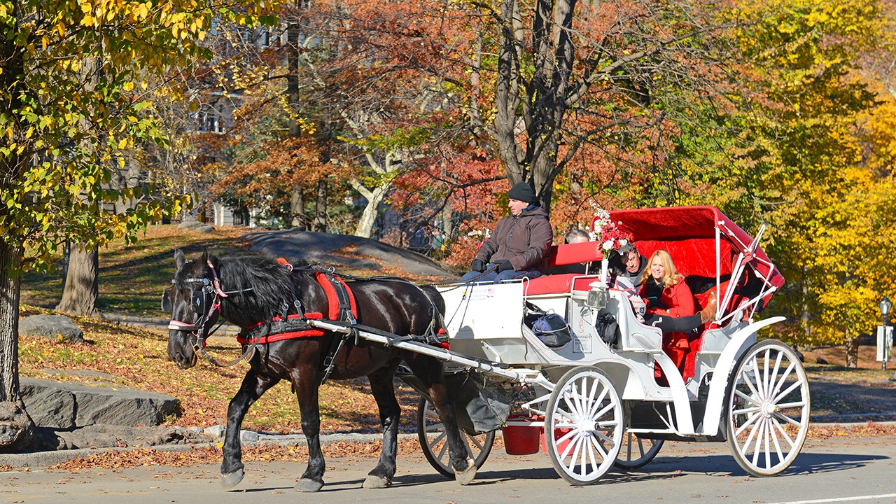 central park sightseeing horse carriage