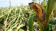 Report: Iowa’s derecho crop losses increase by more than 50%