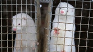 Coronavirus outbreaks on Utah farms leave 10,000 minks dead