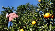 Florida citrus industry in trouble as orange production falls