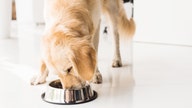 Pedigree dog food bags recalled due to possible 'loose metal pieces'