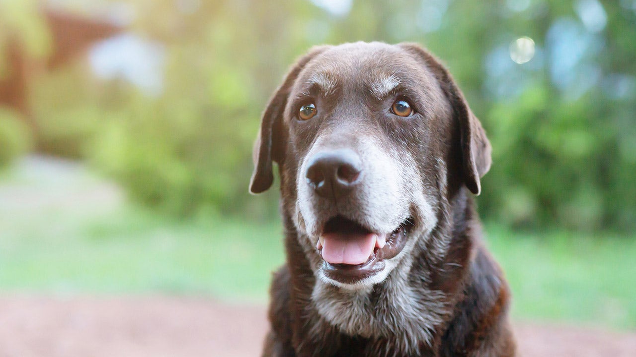 Petco plans IPO as pet adoption rates soar Fox Business