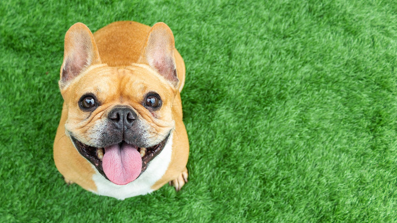 Watch Max Faces Fears In Secret Life Of Pets 2 Trailer Upi Com