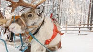 Brewery to deliver beer by reindeer this holiday season
