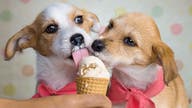 Ben & Jerry’s makes dog ice cream as pet food industry grows