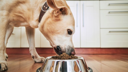 Feeding of hungry dog. Labrador retriever eating kibble from metal bowl at home. - Fox Business News