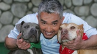 Dog behaviorist Cesar Millan on making return-to-office easier on pets: 'Stay calm'