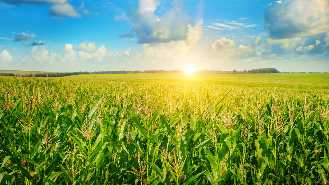 US wheat farmer asks for trade, not help, to recover from the ripple effects of the trade war in China