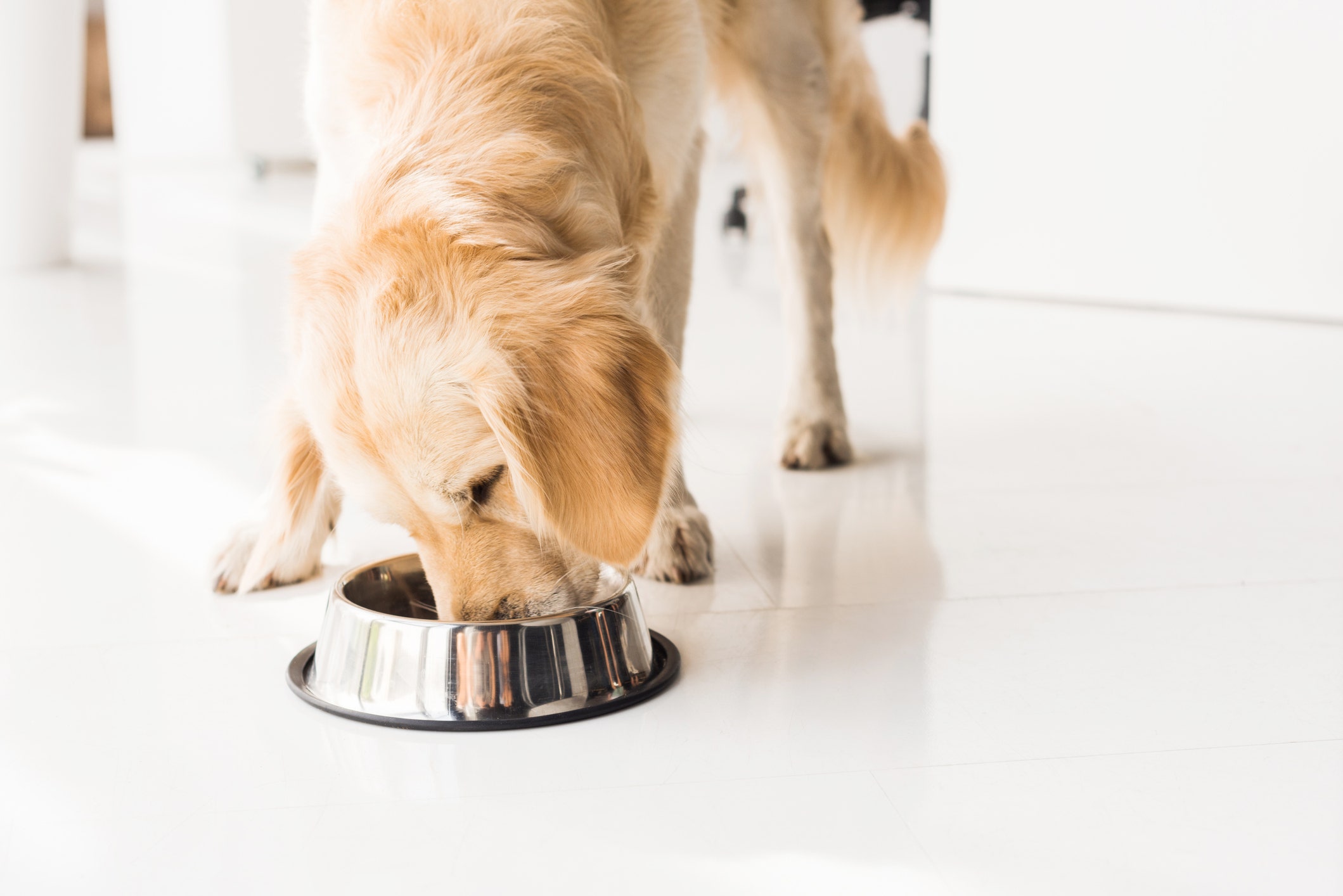 Dog food recalled because of salmonella, listeria: FDA