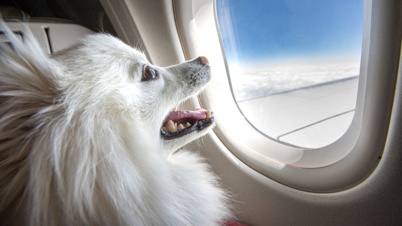 Most pet owners say they would overpay for bringing animals on a plane: Research