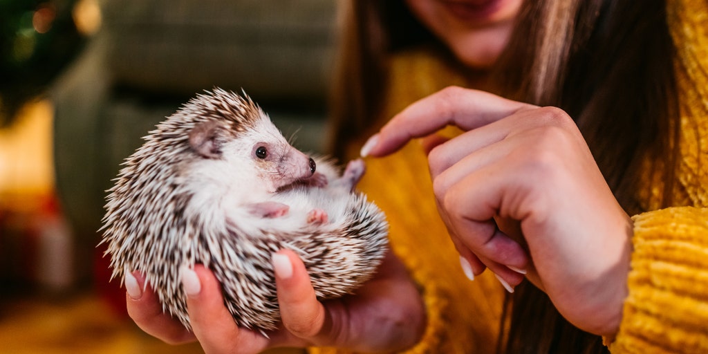 Hedgehog food recalled over salmonella concerns: FDA - Vimarsana News