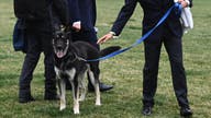 Biden’s dog Major is going to get ‘additional training’ and it's not cheap