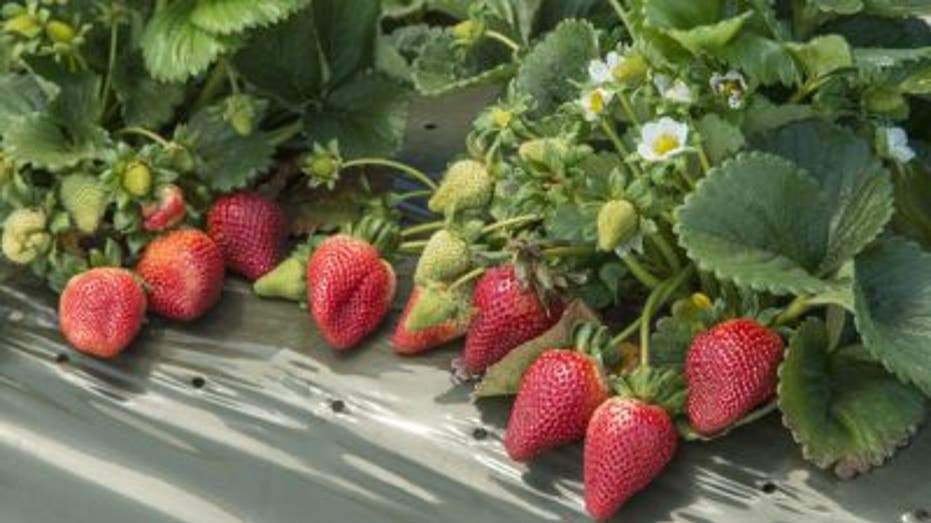 Strawberries on the vine