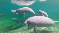 Manatees are dying in Florida, and the US wants to know why