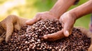 A drought in Brazil, as well as supply chain issues in Colombia and Vietnam are causing coffee prices to rise globally, according to a recent report.