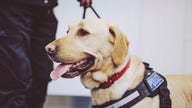 Disneyland guest helps train bomb-sniffing dog in viral video