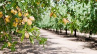 California almond growers look to future amidst water woes