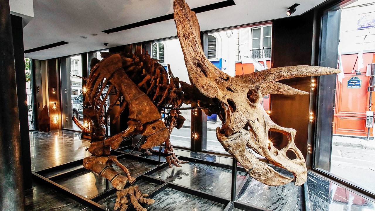 Photo of Najväčšia kostra Triceratops na svete je v aukcii za 1,4 milióna dolárov.  môže získať viac ako