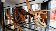 World’s largest triceratops skeleton going up for auction could fetch more than $1.4M