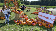 Reese's creates pumpkin patch filled with popular Halloween peanut butter cups