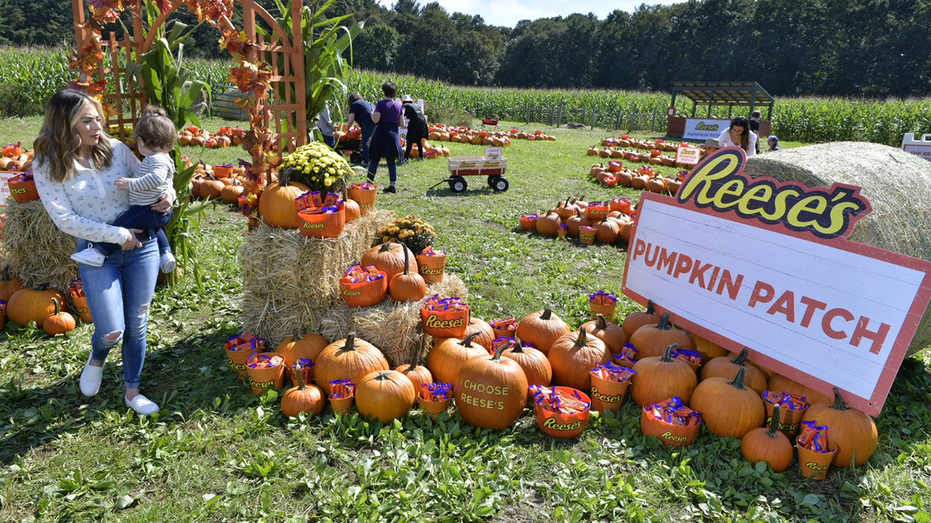 Reese's Pumpkin Patch