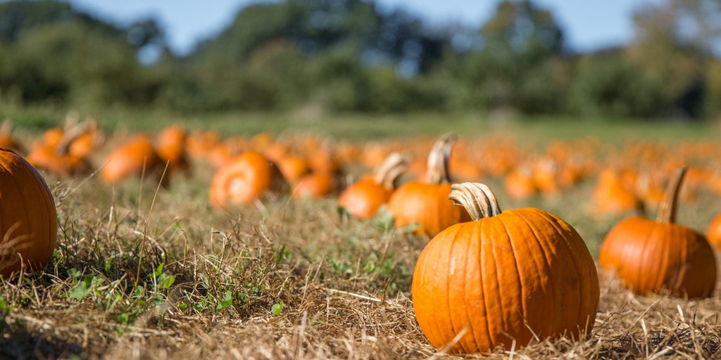 Pumpkin supply impacted by extreme weather and supply chain issues - Vimarsana News