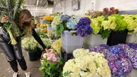 Is there a nationwide flower shortage? California farmers say yes.