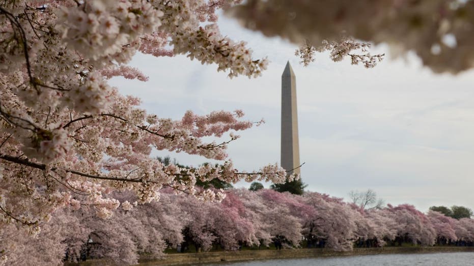 Washington DC cherry blossoms