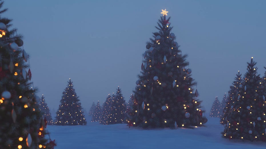 Outdoors Christmas trees at night