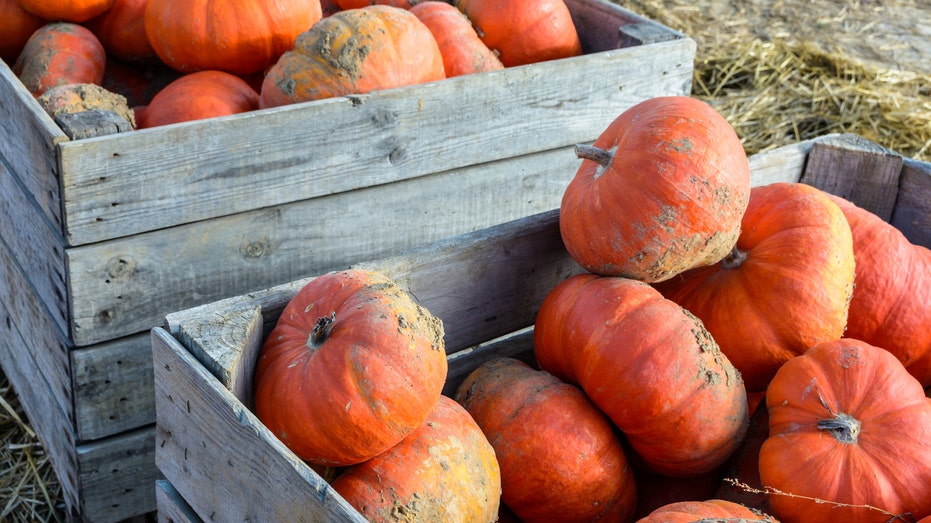 Pumpkin patch baskets filled with orange pumpkins