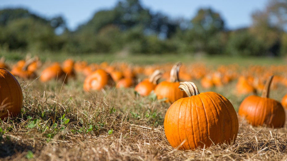 Pumpkin patch 