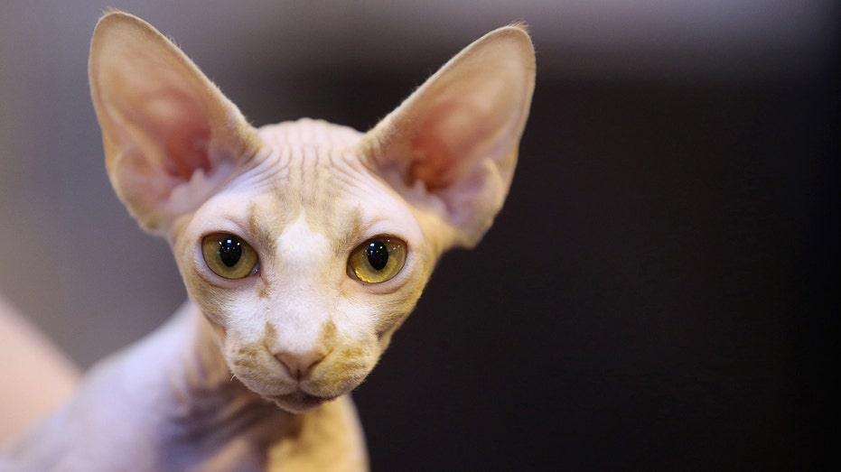 hairless cat