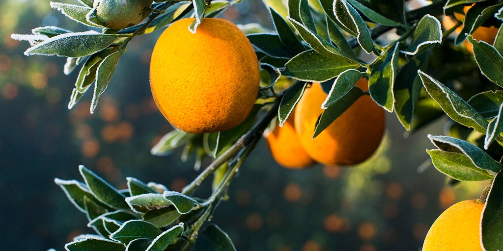 Price of orange juice on the rise amid forecasts of smallest crop since 1945 - Vimarsana News