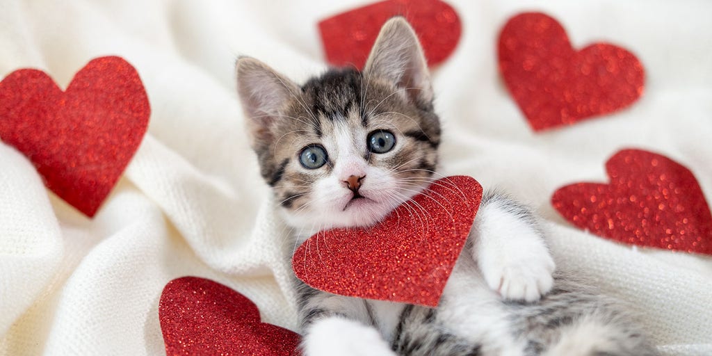 9 places to buy a Valentine's Day gift for your dog or cat - Los