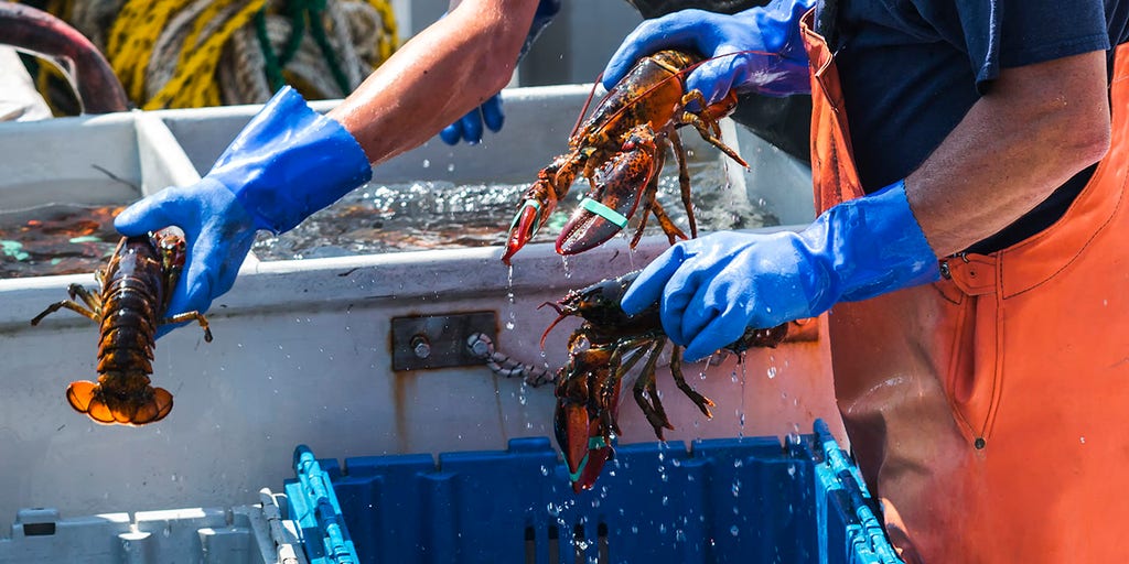 Biden admin's new rule could put pinch on lobster fishermen while letting others off the hook: critics - Vimarsana News