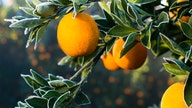 Price of orange juice on the rise amid forecasts of smallest crop since 1945